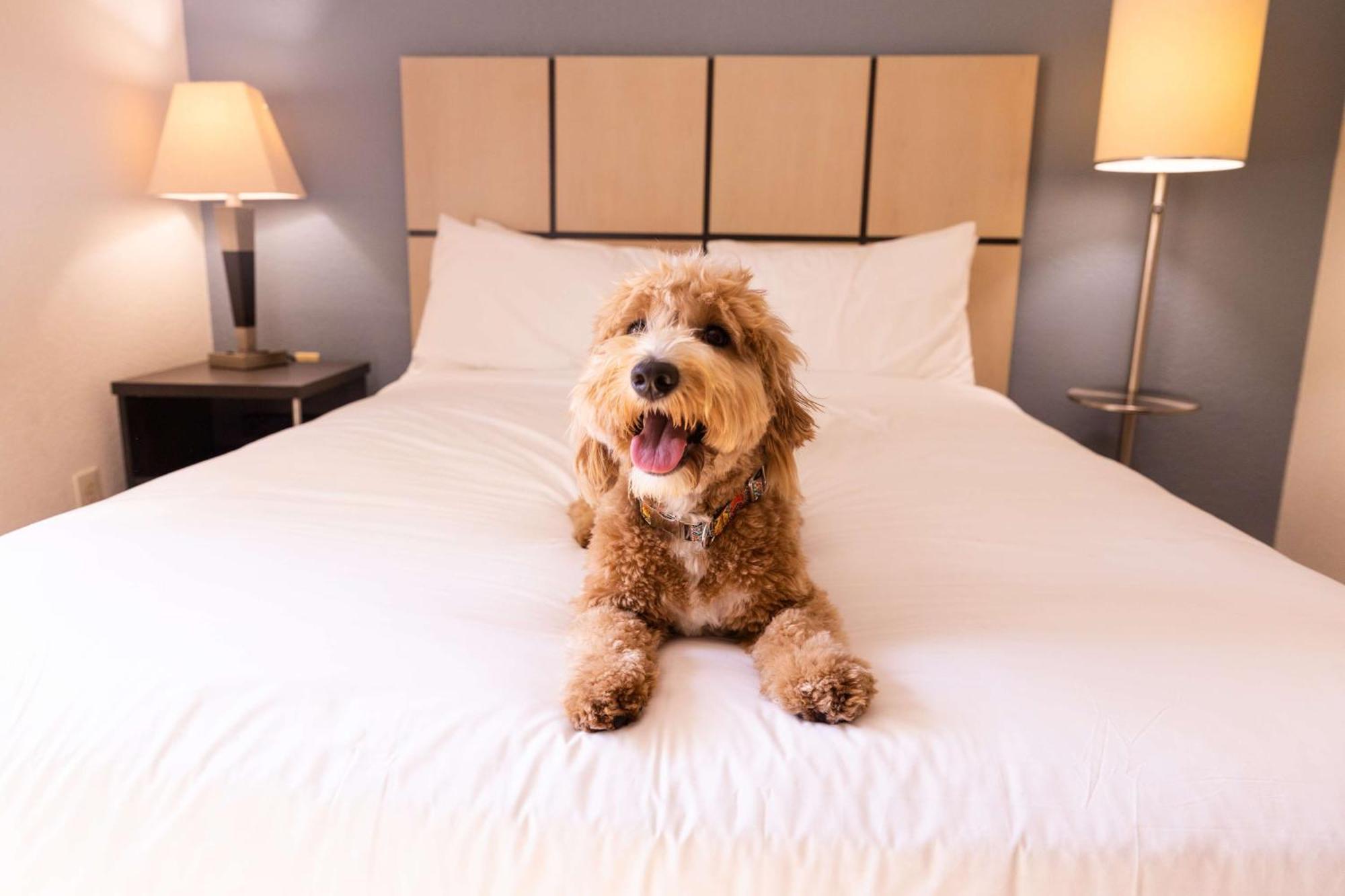 Sonesta Simply Suites Jacksonville Buitenkant foto